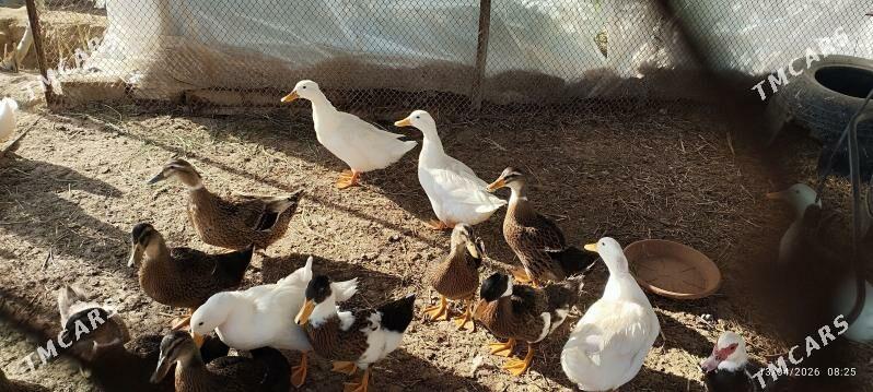 ördek - Мары - img 1