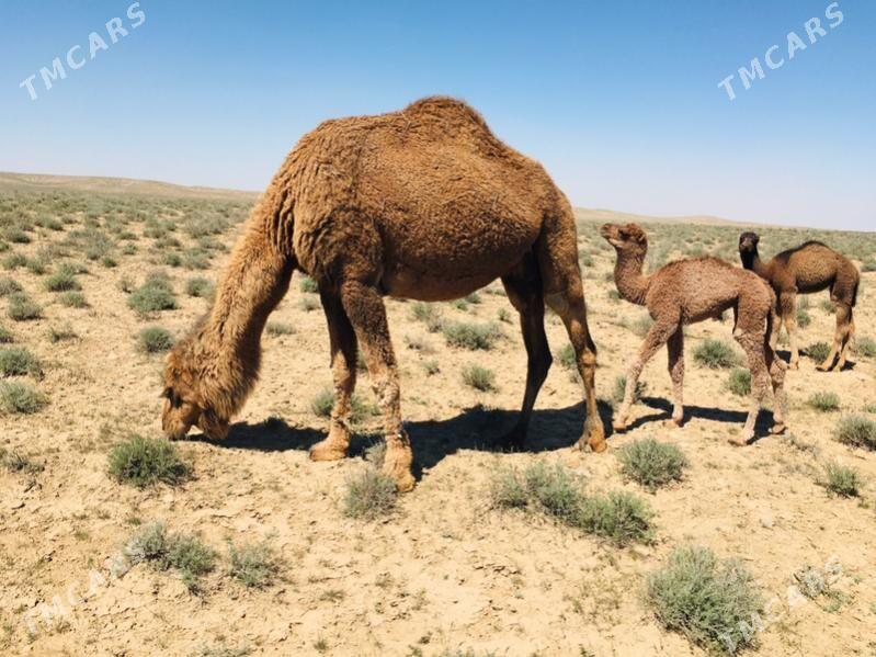 Koshekli duye - Jebel - img 1