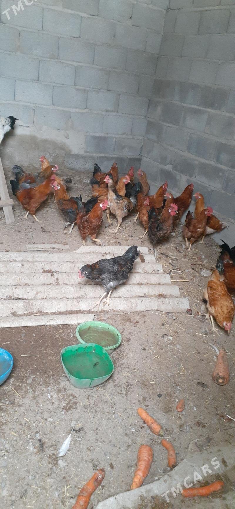 gus - Гёкдепе - img 1