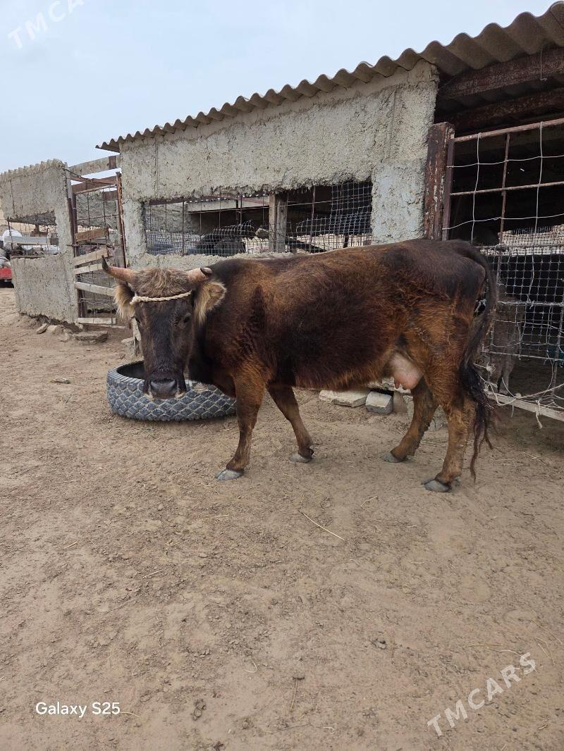 Göleli sygyr - Этрек - img 1