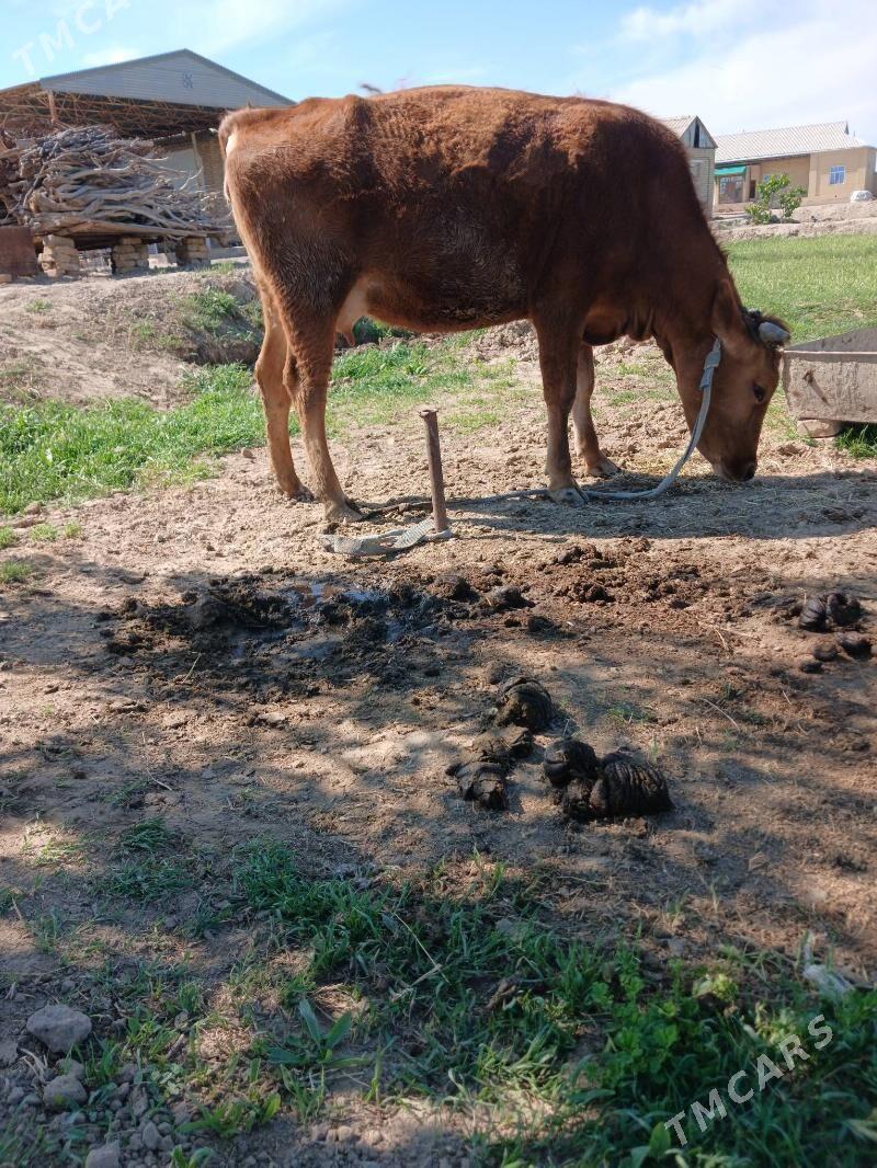 bogaz gulajyn - Сакарчага - img 1