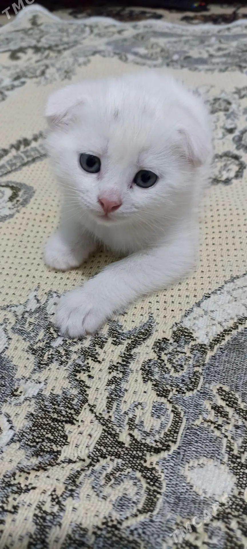 paroda pişik - Мары - img 1