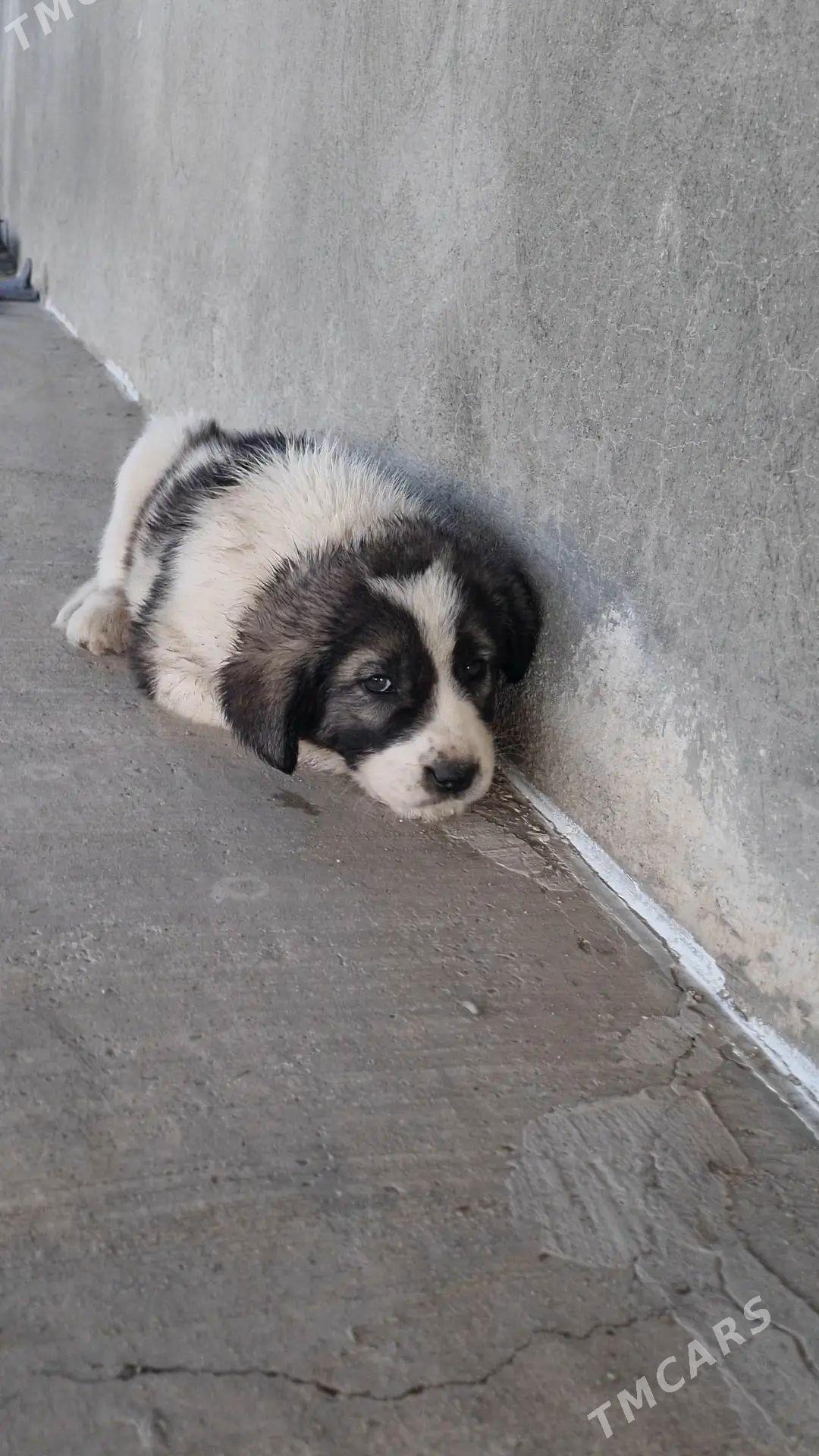 it - Gökdepe - img 1