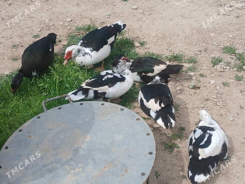 Undoutka ordekler - Балканабат - img 1