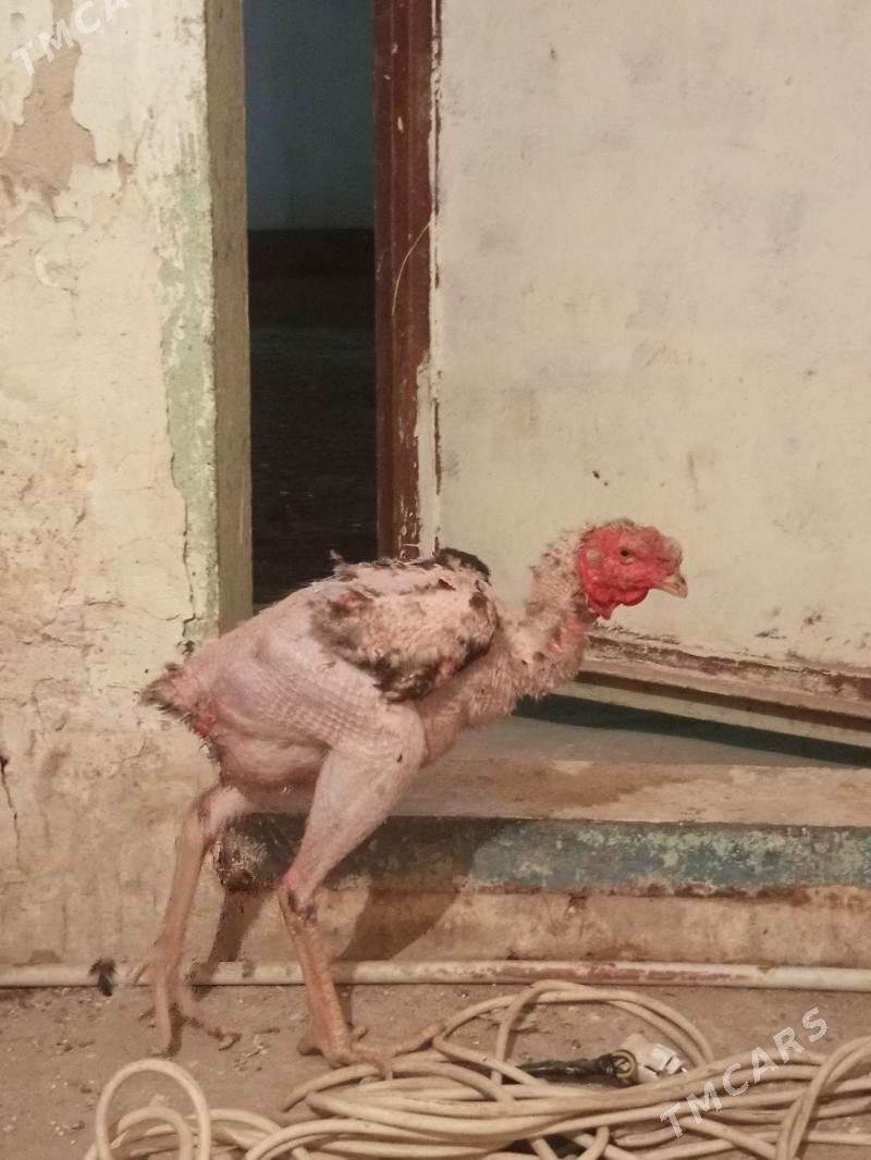 Taşkent horaz - Балканабат - img 1