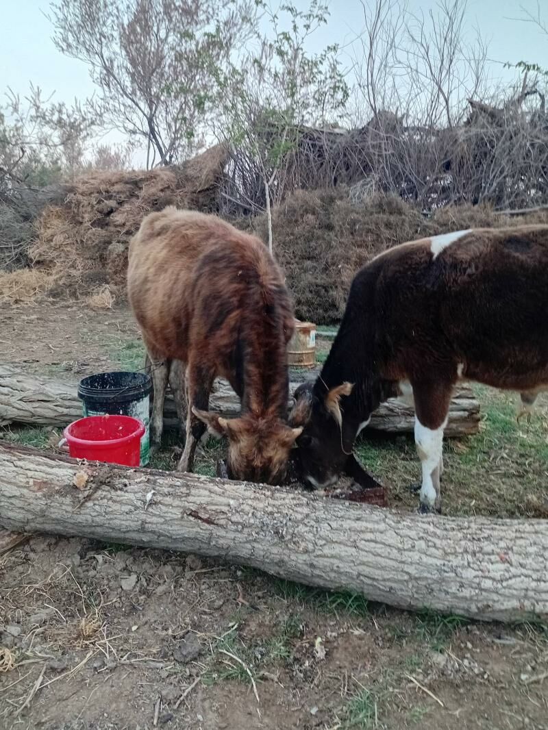 ökuz - Türkmenbaşy - img 1