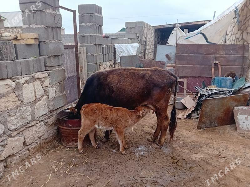 tanaly sygyr - Туркменбаши - img 1