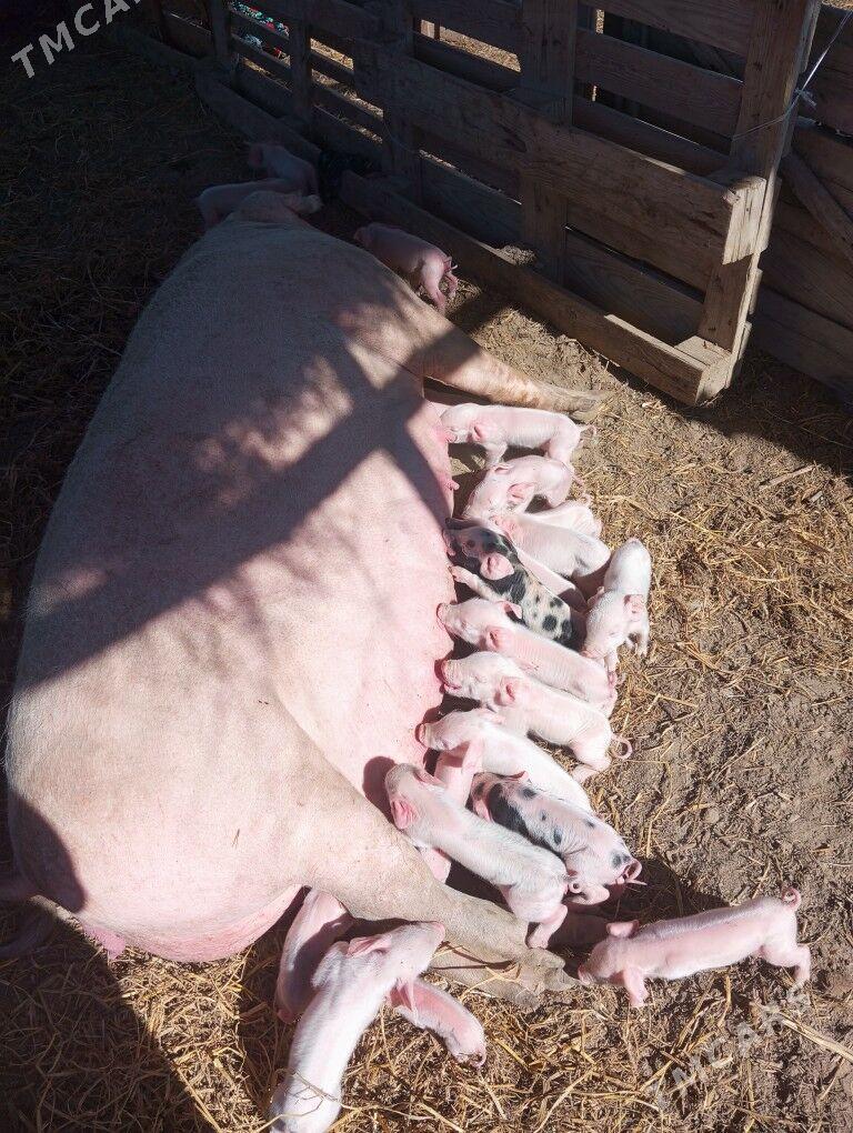 donuz - Саят - img 1