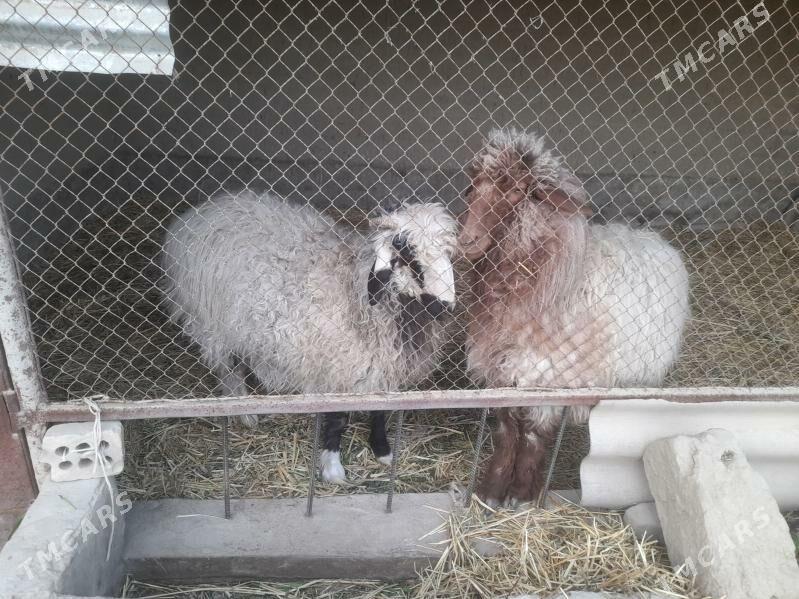 goyunlar - Бахарден - img 1