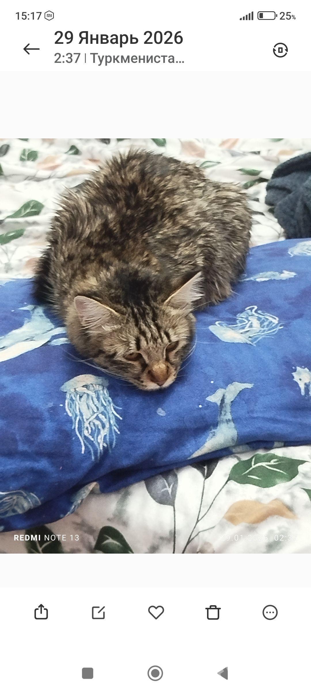 кошка,пишик - Туркменабат - img 1