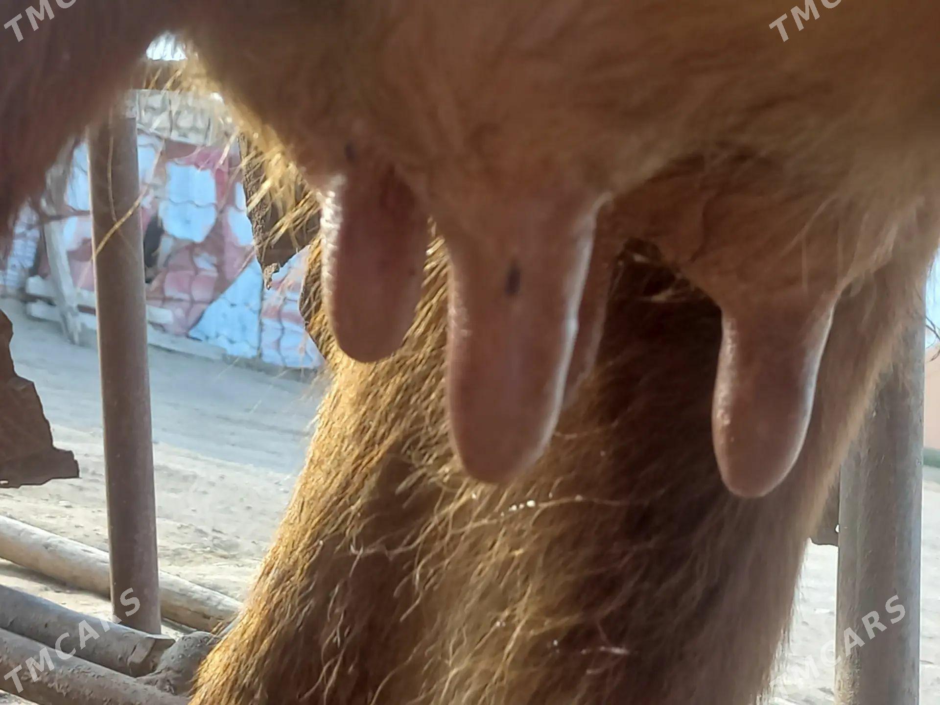 sygyr - Gumdag - img 1