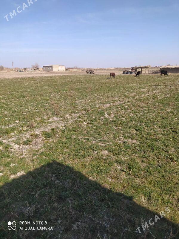 wremyanka - Türkmengala - img 1