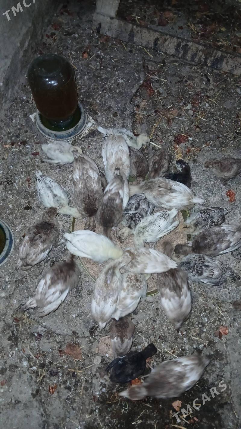 owagan induk juyje - Бахарден - img 1