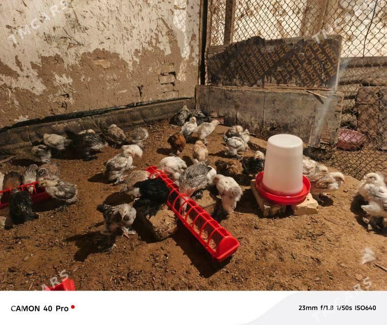 towuk induk juyje - Мары - img 1