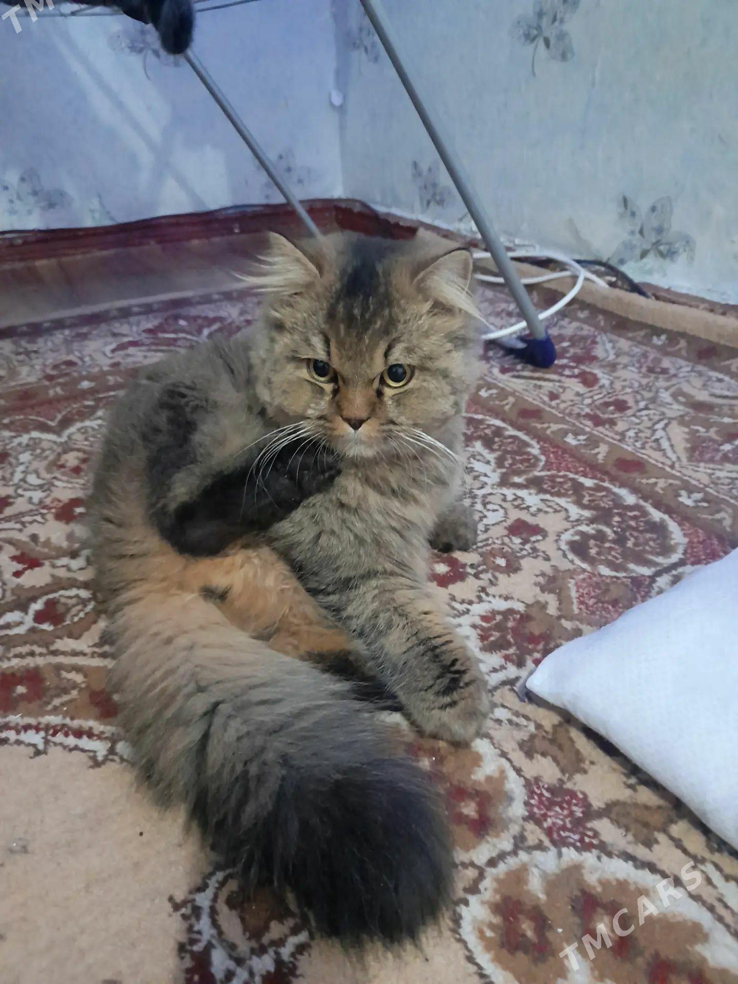 пропал кот - Балканабат - img 1