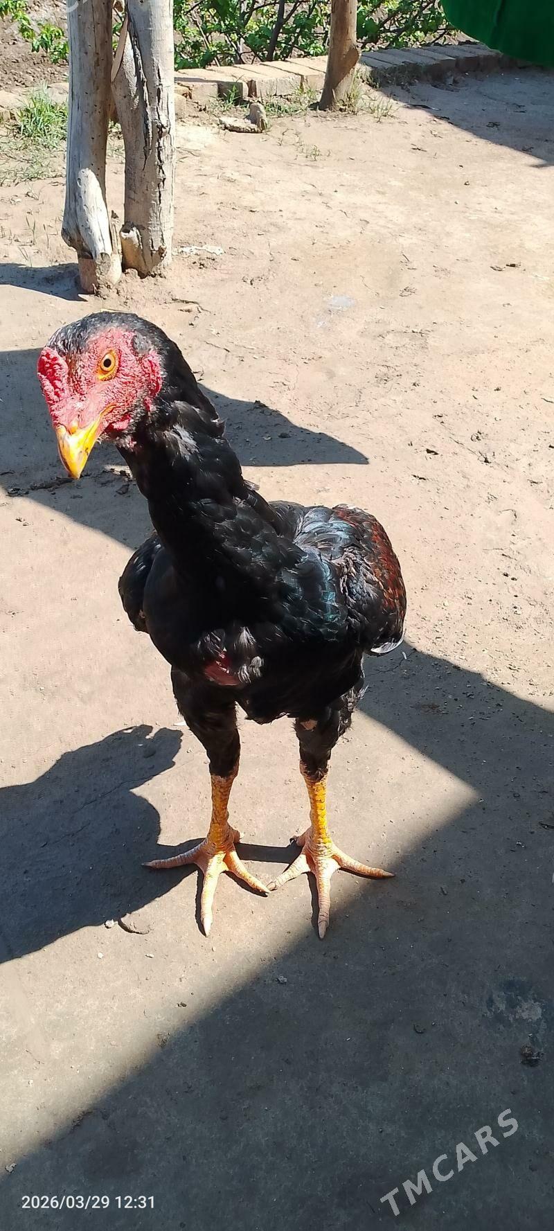 horaz - Керки - img 1