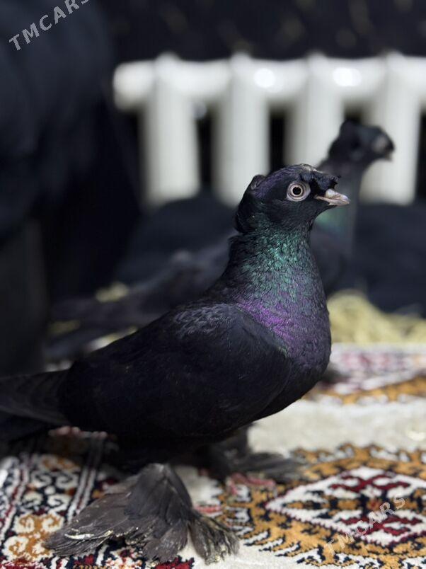 Голуби - Туркменабат - img 1