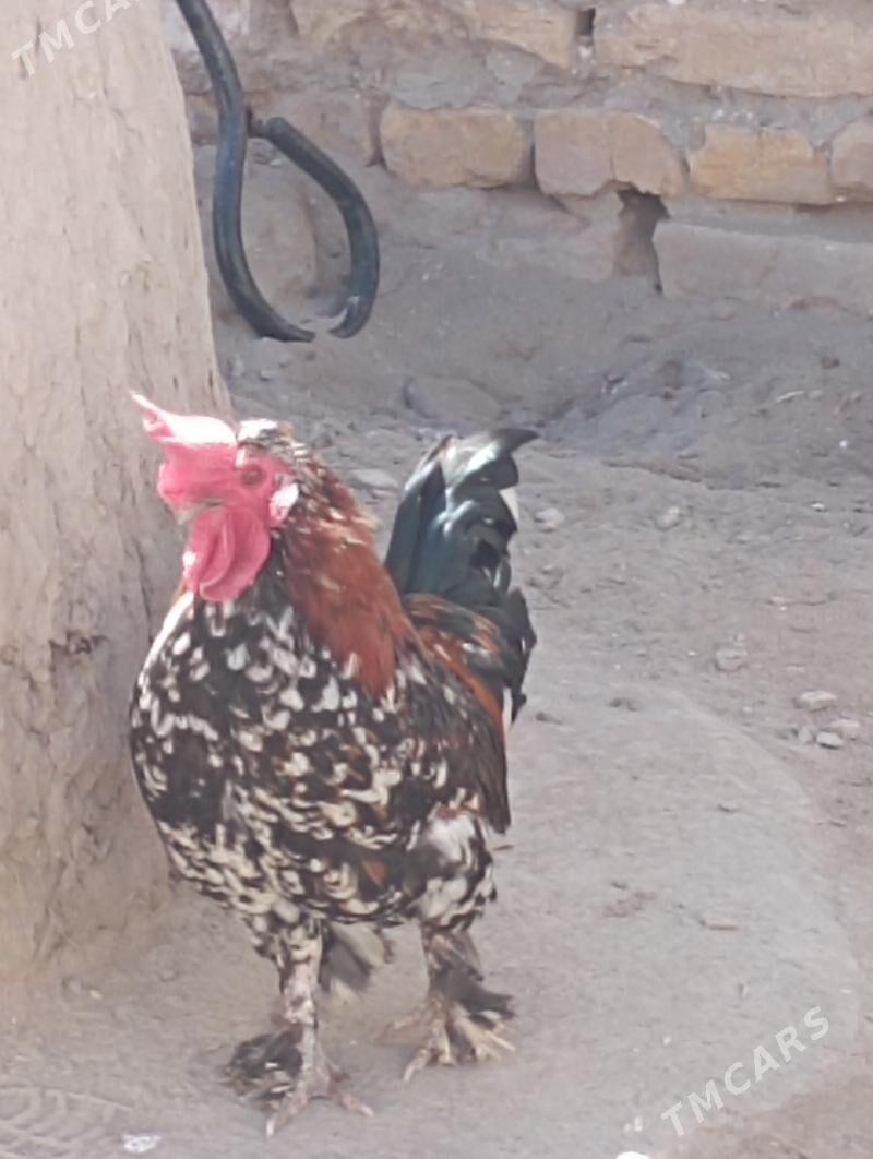 HORAZ - Дашогуз - img 1