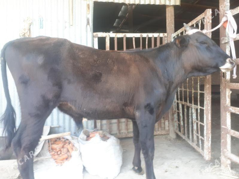 Öküz meýdan - Wekilbazar - img 1