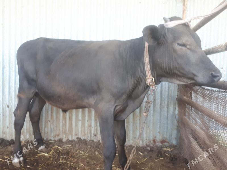 Öküzler meýdan - Wekilbazar - img 1