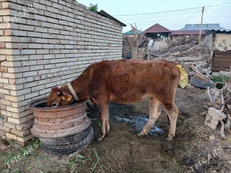 Gulajyn - Мары - img 1