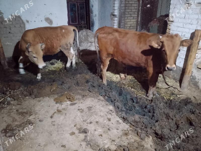 yasajyk gulajyn - Мургап - img 1