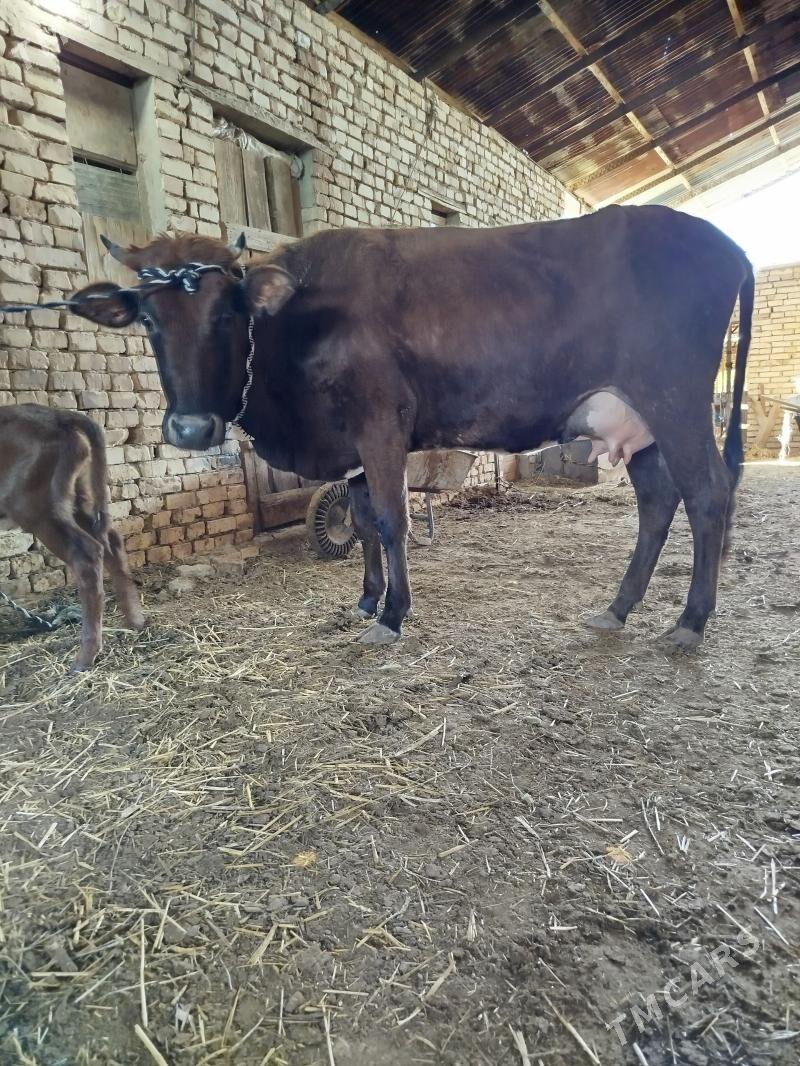 goleli sygyr - Байрамали - img 1