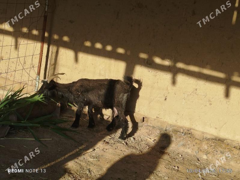 owlakly gaciler - Байрамали - img 1