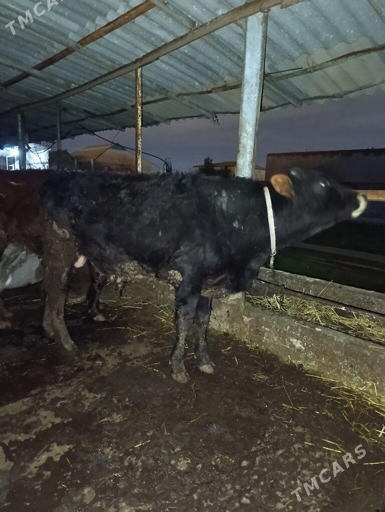 Okuz gyssagly - Bagyr - img 1