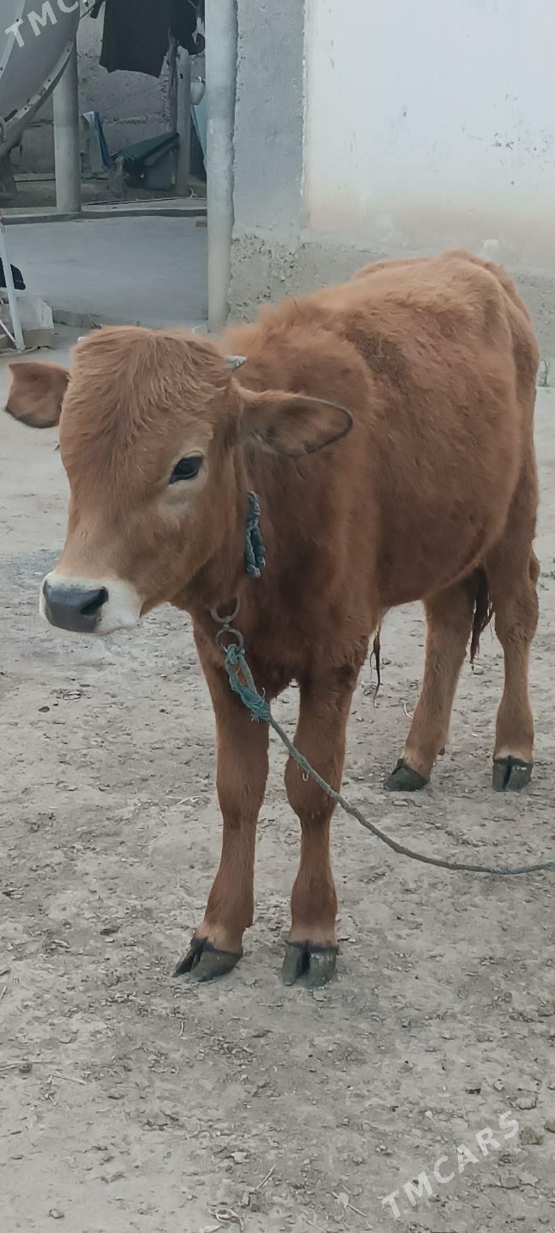 şwes öküz - Büzmeýin - img 1