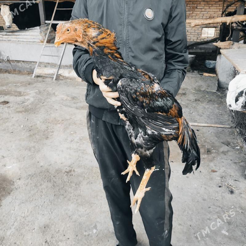 baýes admen bar uruşdyrmagadäl - Farap - img 1