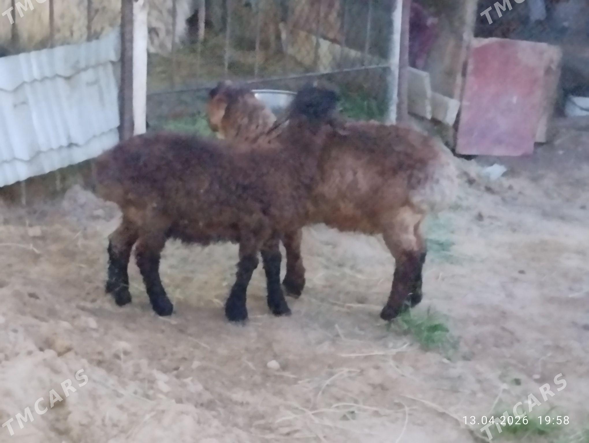 goyun - Aşgabat - img 1