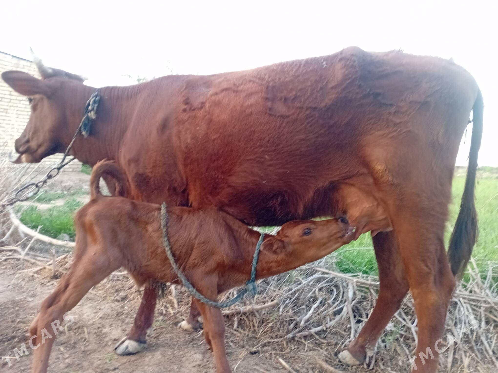 Goleli sygyr - Байрамали - img 1