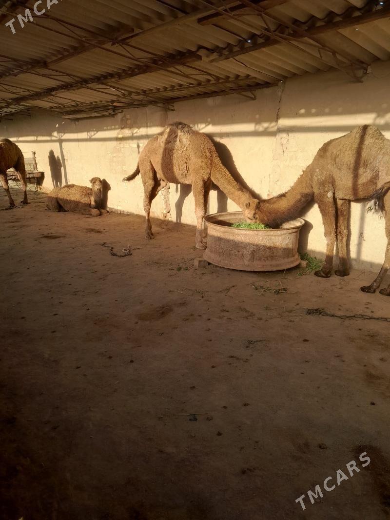 owşuk - Сакарчага - img 1