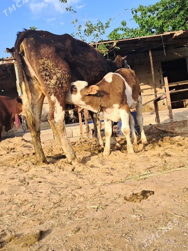 Gőleli sygyr - Гёкдепе - img 1