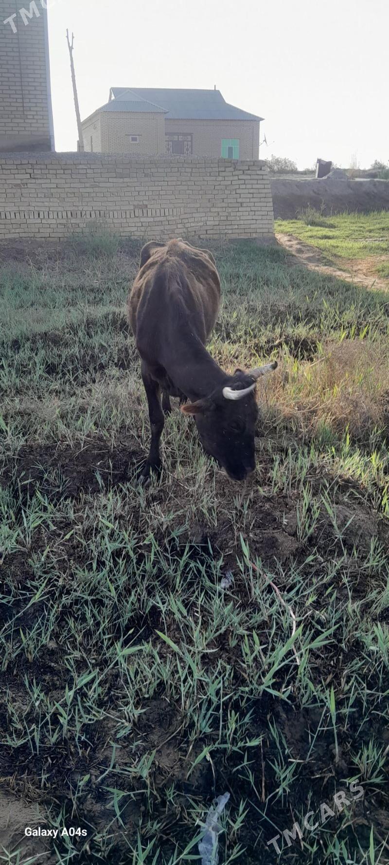 gölely sygyr - Векильбазар - img 1