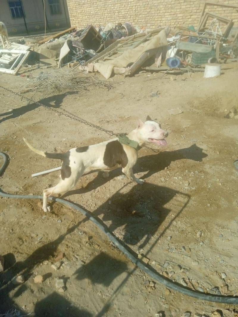 pitbul - Туркменабат - img 1