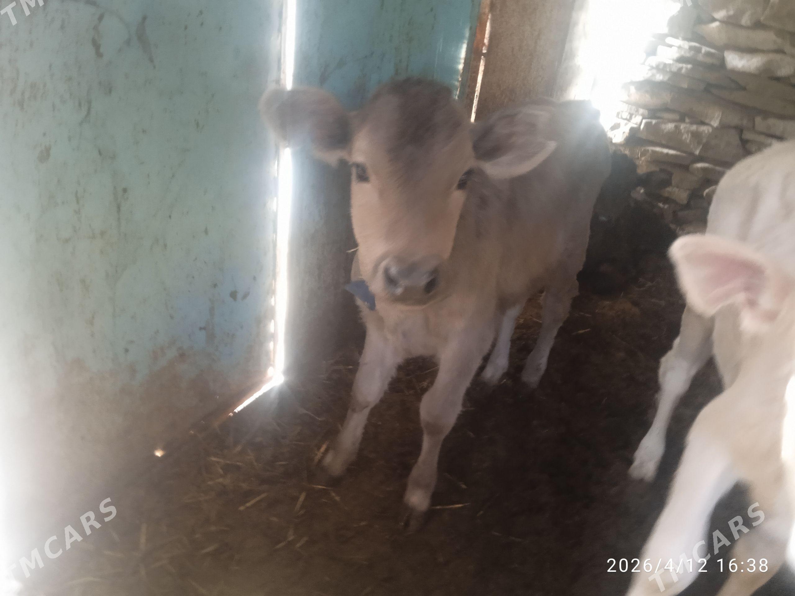 golly,sygyr,gysyr,sygyr - Бахарден - img 1