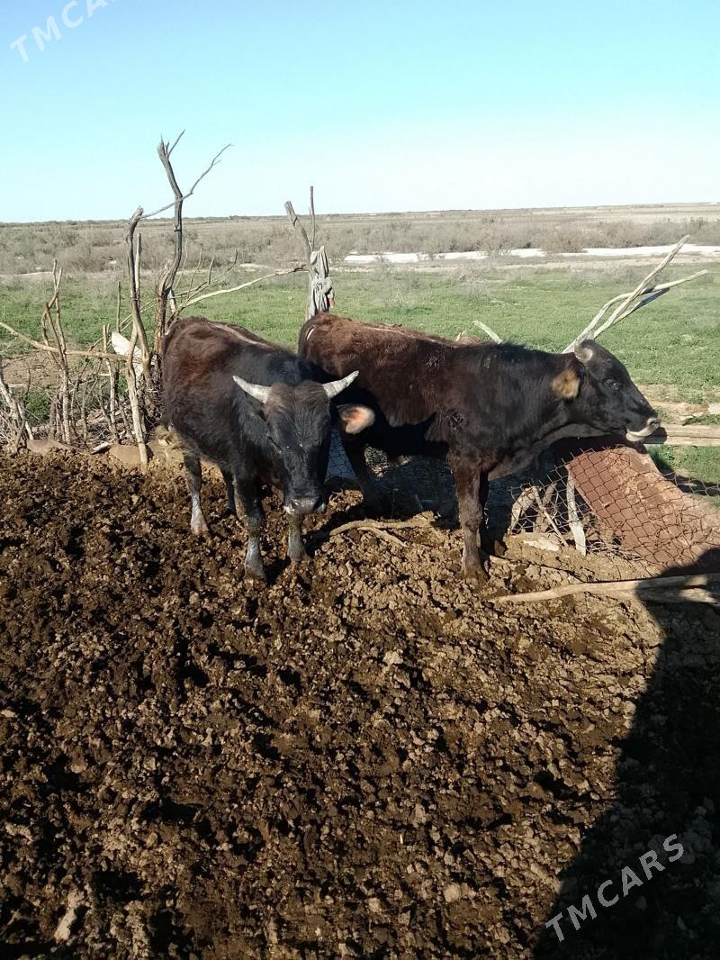 Okuzler - Ak bugdaý etraby - img 1