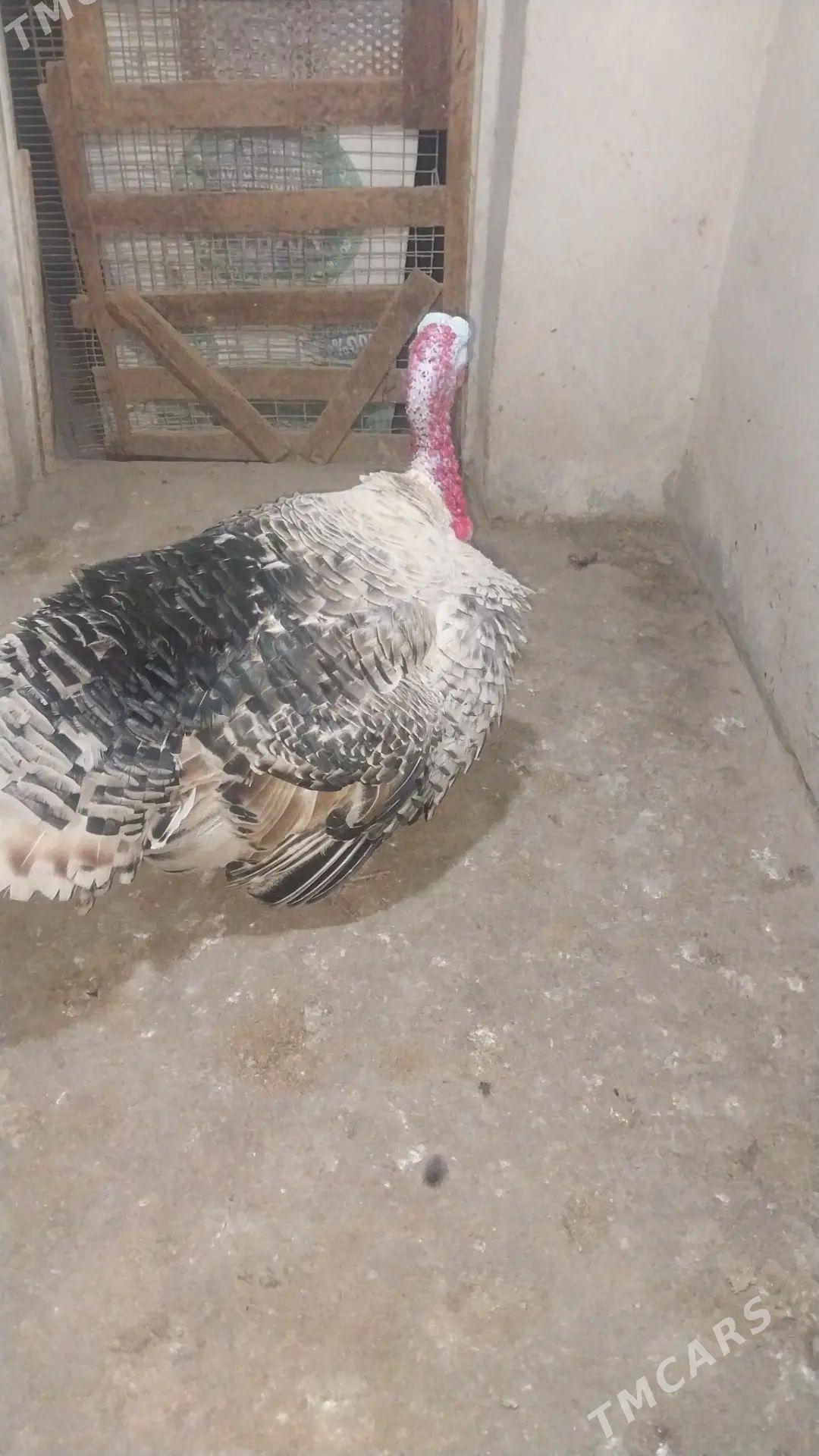 İNDUK - Tejen - img 1