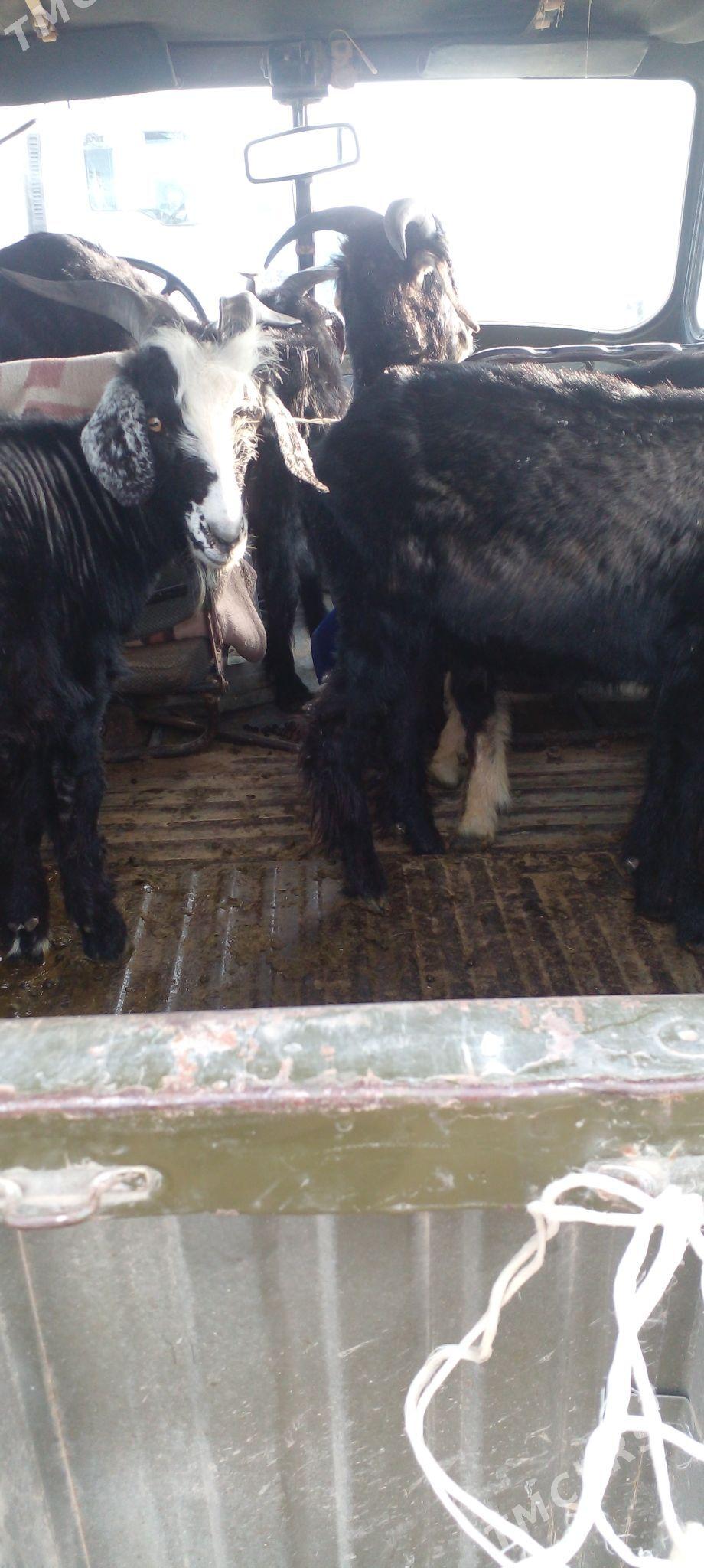 Geçi erkeç - Гёкдепе - img 1