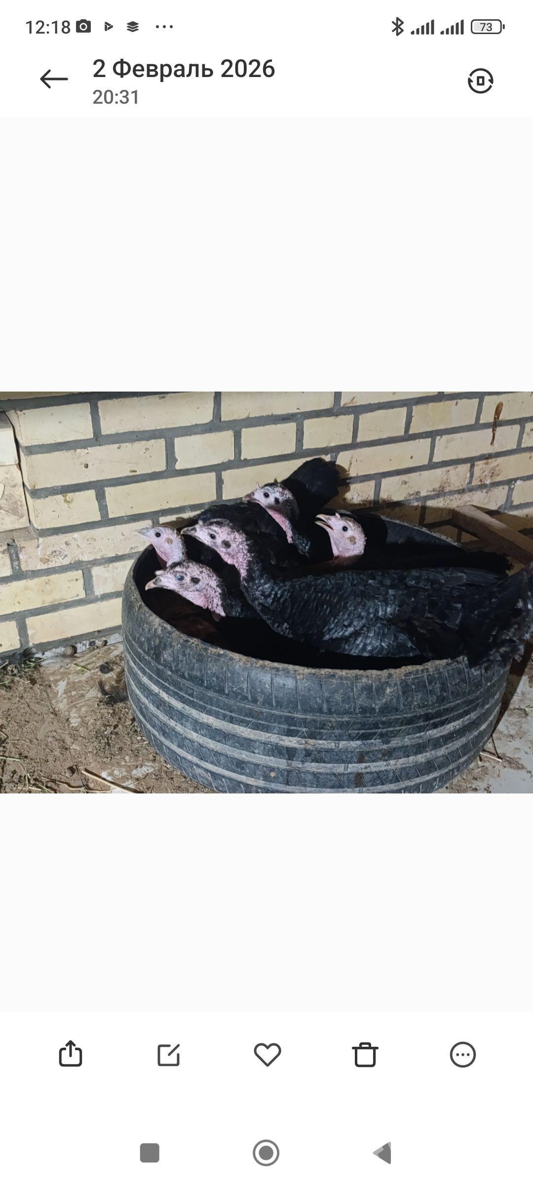 Induk kurk - Мары - img 1