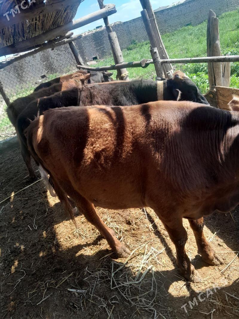 okuz - Çärjew - img 1