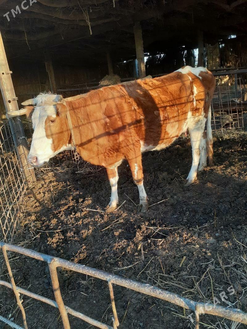 Öjekli sygyr - Саят - img 1