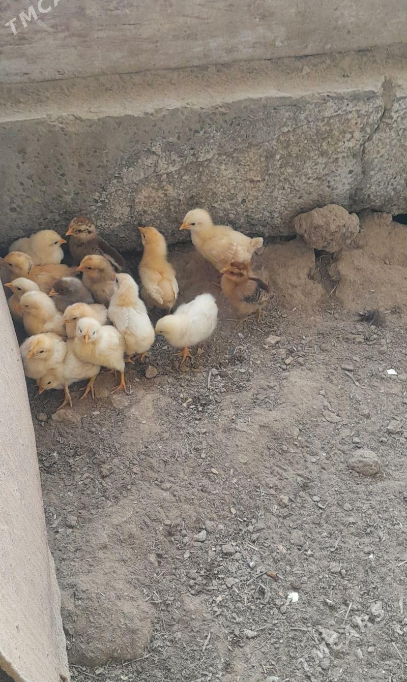 juje - Farap - img 1