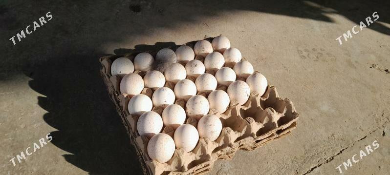 induk yumurta - Кака - img 1