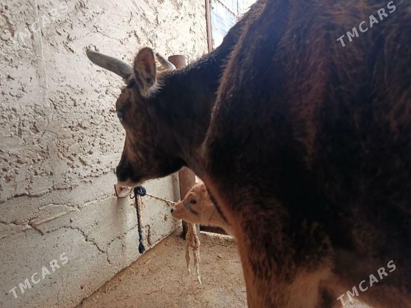 Sygyr - Эсенгулы - img 1