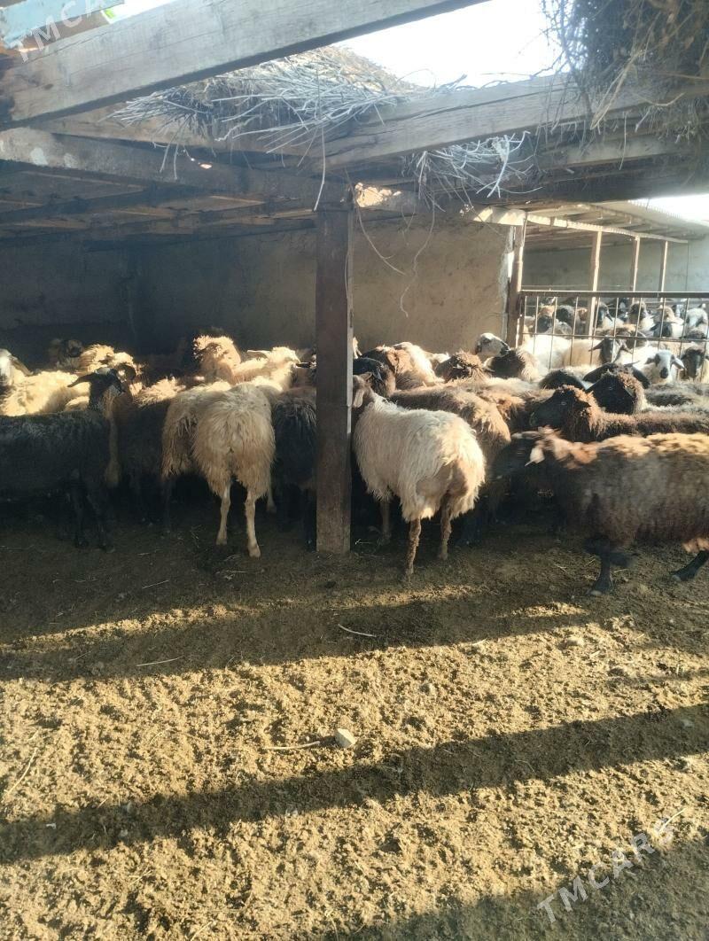 bakylan mallar - Bagyr - img 1