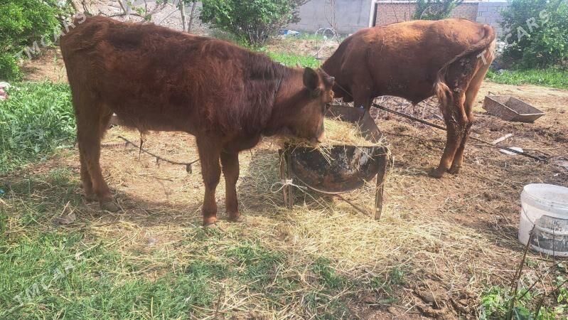 Öküz - Теджен - img 1