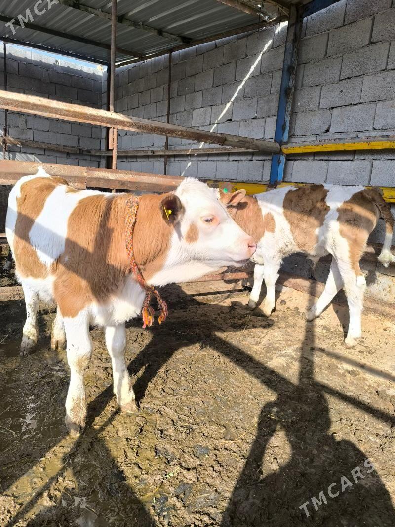 semental - Мары - img 1